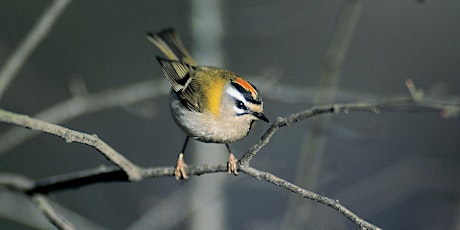 Image principale de Initiation à l'ornithologie