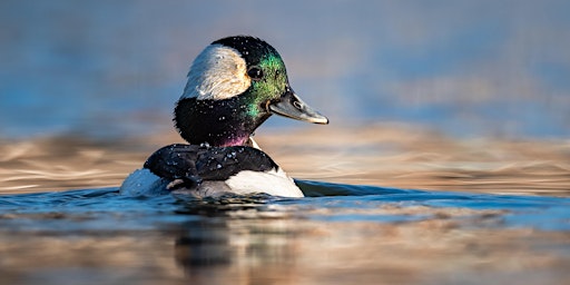 Ducks and Winter Waterfowl Field Trip