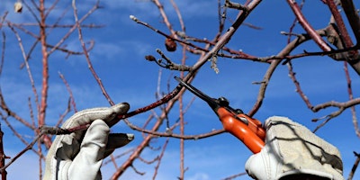 Prudent Winter Pruning