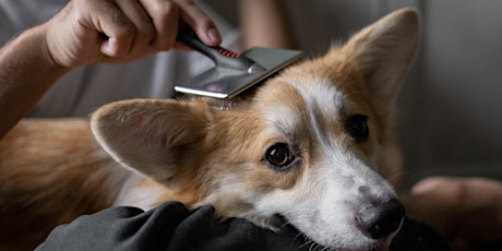 Sunday Seminar - Brushing your Dog! Seems simple?