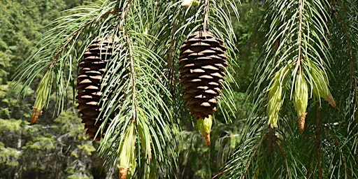 Bendora Arboretum Guided Walk primary image