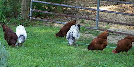 Raising Chickens in Your Backyard primary image