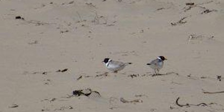 Beach walk to learn more about the threatened Hooded Plover (Cape Woolamai) primary image