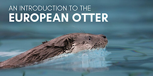 Imagem principal do evento An Introduction to European Otter