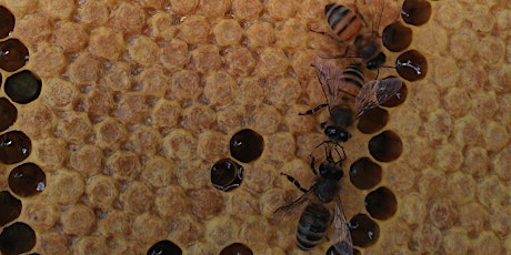 A one day course on Beekeeping for Beginners - 2023 primary image