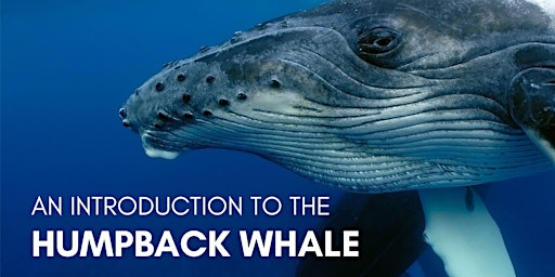 Imagen principal de An Introduction to the Humpback Whale