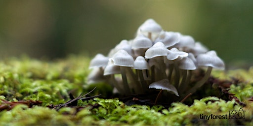 Tiny Forests in Action: Fantastic Fungi!