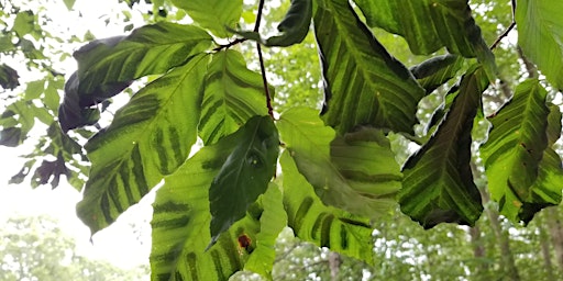 Beech Leaf Disease Information and Practical Approaches