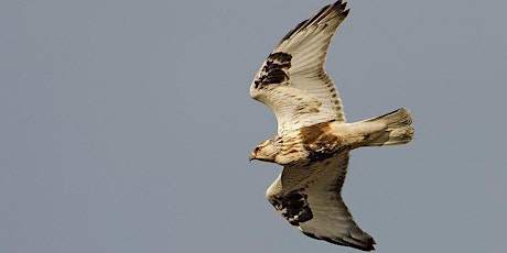 Ken Buchanan Park-gulls & raptors
