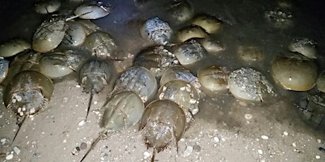 2018 Horseshoe Crab Spawning Survey Training for DNERR Volunteers primary image
