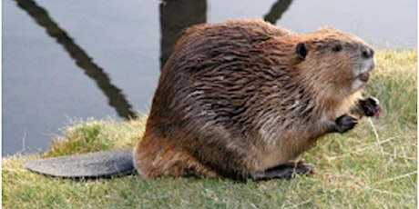 Beavers in Our Landscape: Lacombe AB primary image