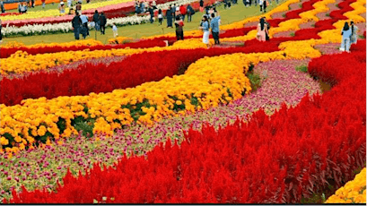 Tesselaar KaBloom Festival of Flowers- Millions of Colourful Autumn Blooms