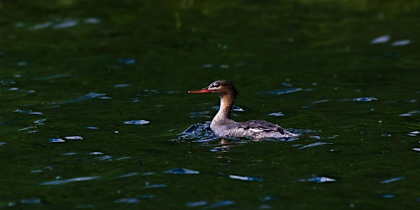 Urban Hike: Basin Blitz Birding with COS