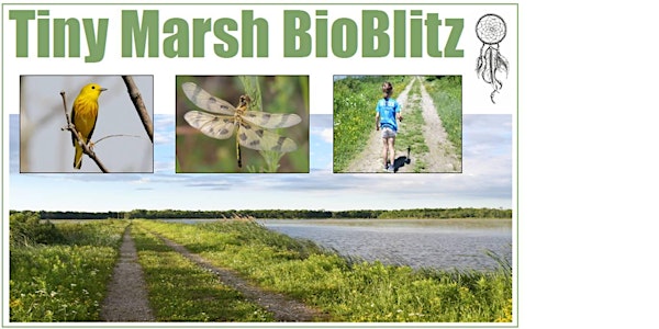 Tiny Marsh BioBlitz 2018
