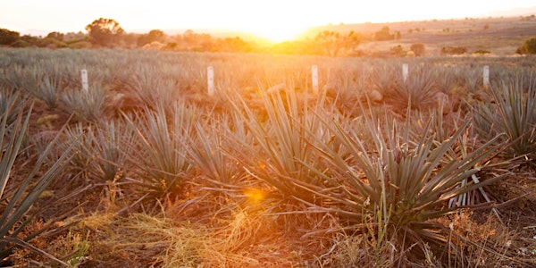 For the Love of Agave: A Discussion on Tequila & Mezcal