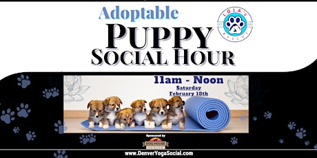 Adoptable Puppy Social Hour at the Dog House Denver