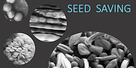 Seed Saving - A Beginners Guide