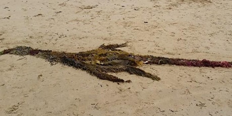 Wild Families – seaweed and beach art (19 January 2023 Session 2) primary image
