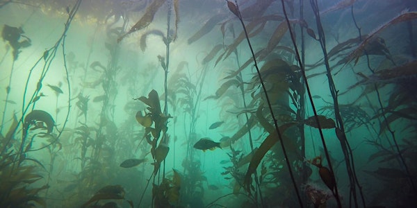 Kau Bay Community Snorkel