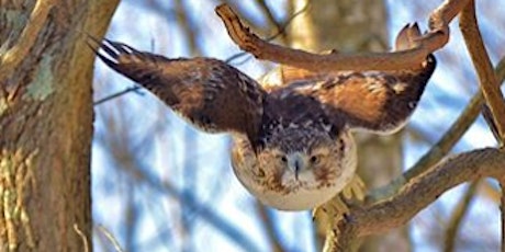 allnex Environmental Speaker Series Features Birds of Prey  primary image