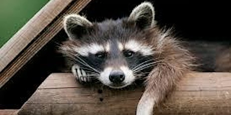 allnex Environmental Speaker Series: "There’s a Raccoon in my Chimney!" 
