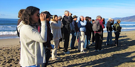 Snowy Plover Beach Walk 2023  primärbild