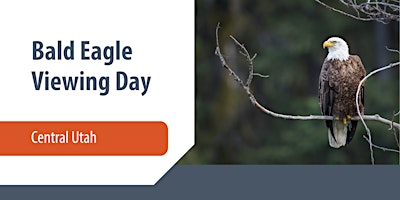 Bald Eagle Viewing Day - Central Utah