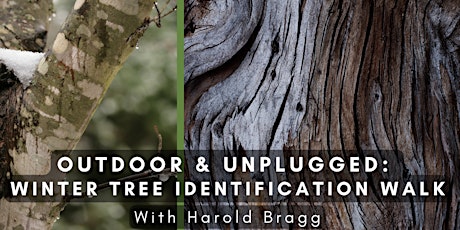 Outdoor & Unplugged: Winter Tree Identification Walk