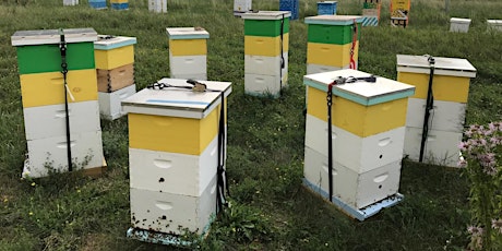 The Beekeeper Scientist Series primary image