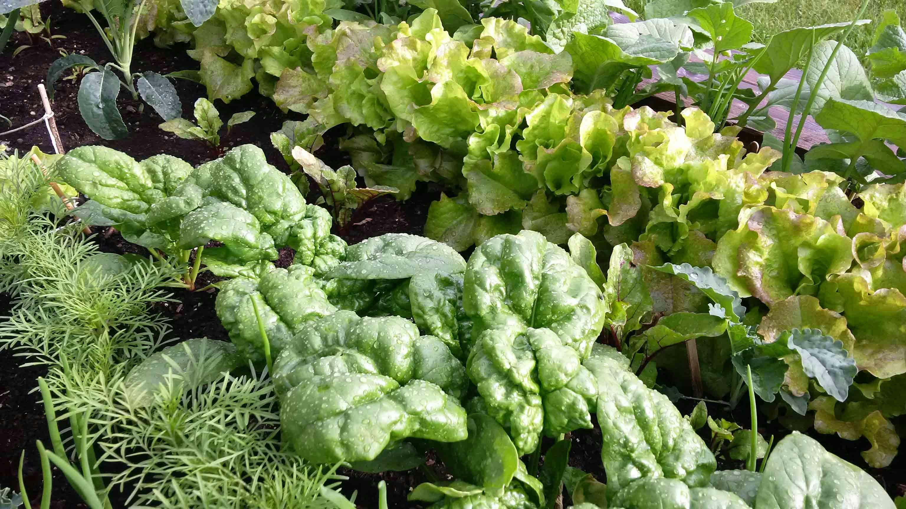 Embrace Gardening Edible Fundamentals 15 May 2018 Embrace Gardening Edible Fundamentals