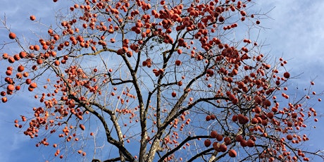 Contra Costa Fruit Rescue - Area TBD primary image