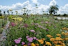 Old Farmhouse Flowers's Logo