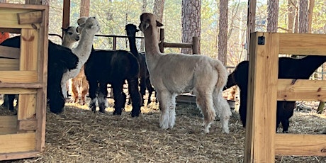 Alpaca Barn Tour at Creekwater Alpaca Farm