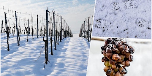 Social Hike: Vineyards of Oberlaa