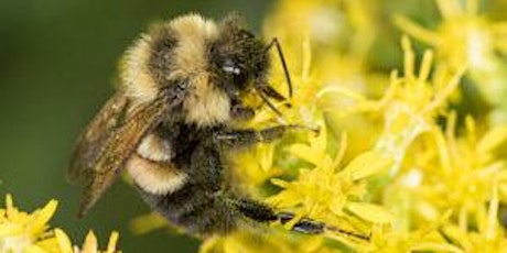 What's the Buzz about Native Bees: Sag Moraine Native Plant Community