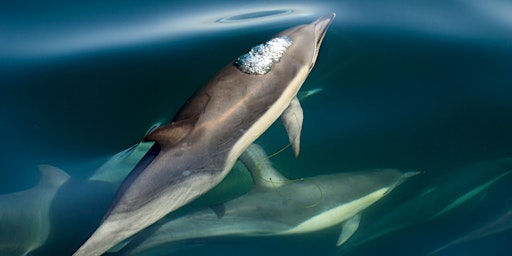An Introduction To The Short-Beaked Common Dolphin: Behaviour & Biology