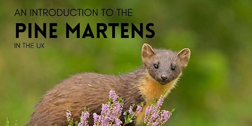 Imagem principal de An introduction to Pine Martens in the UK