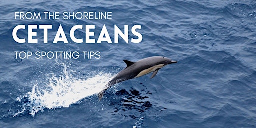 Hauptbild für Cetaceans From The Shoreline - Top Spotting Tips