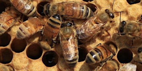 Why Did My Bees Die? primary image
