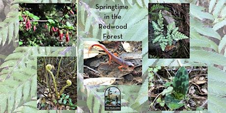 Springtime in the Redwood Forest - Behold The Beauty Guided Hike (Sunday)