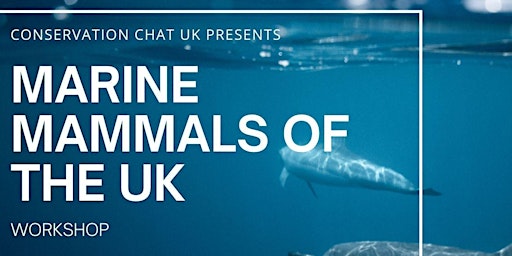 Imagen principal de Marine Mammals of the UK - Workshop