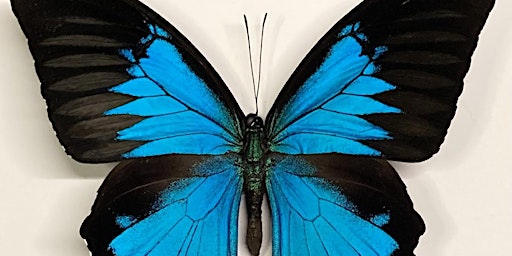 Ulysses butterfly pinning