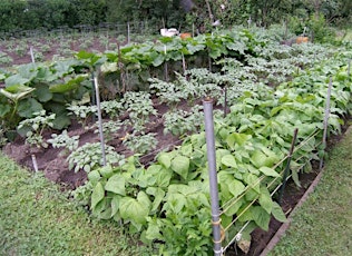 Vegetable Gardening in Spartanburg County SC ON DEMAND WEBINAR