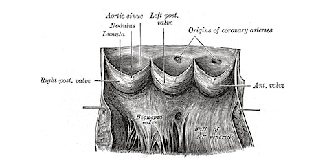 SHDA | Aortic Valve Symposium primary image