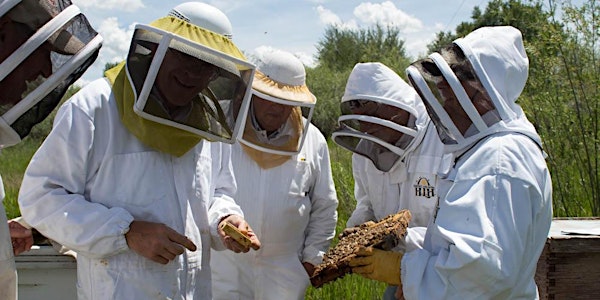 Beekeeping for Beginners in Rexburg