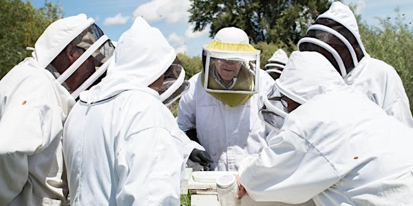 Beekeeping for Beginners in Idaho Falls