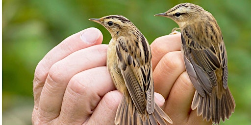 Image principale de Ornithology Section Meeting