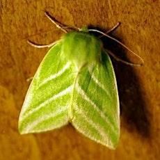 National Moth Night: Woodland Moths primary image