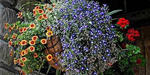 Plant a hanging basket to take away primary image