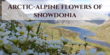 Primaire afbeelding van Mountain flowers of Snowdonia